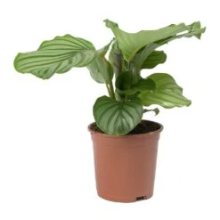 Calathea Orbifolia -Indoor Plants Store Calathea orbifolia Medium