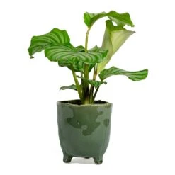 Calathea Orbifolia -Indoor Plants Store Calathea orbifolia kaat green plant pot