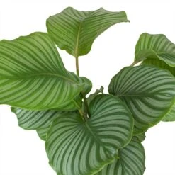 Calathea Orbifolia -Indoor Plants Store Calathea orbifolia Leaves
