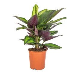 Calathea Ornata Beauty Star -Indoor Plants Store Calathea ornata Beauty Star 14x50cm