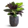 Calathea Ornata Beauty Star 1 Calathea Ornata Beauty Star -Indoor Plants Store Calathea ornata Beauty Star 14x50cm Dave Plant Pot Earth 17x17cm