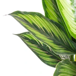 Calathea Ornata Beauty Star -Indoor Plants Store Calathea ornata Beauty Star SWATCH