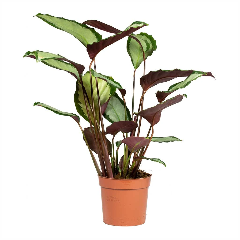 Calathea Picturata Argentea 11 Calathea Picturata Argentea - Image 9