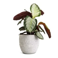 Calathea Picturata Argentea 17 Calathea Picturata Argentea -Indoor Plants Store Calathea picturata Argentea 12x40cm Cas Plant Pot Cool Grey 17x15cm