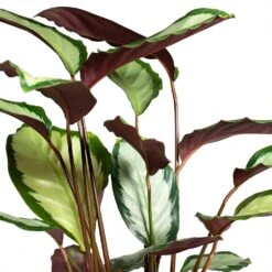 Calathea Picturata Argentea 21 Calathea Picturata Argentea -Indoor Plants Store Calathea picturata Argentea 12x40cm Foliage