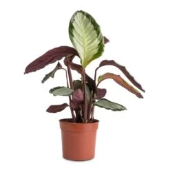 Calathea Picturata Argentea 16 Calathea Picturata Argentea -Indoor Plants Store Calathea picturata Argentea 12x40cm f9e1c73f 0528 4ecb 89e5 a410c7c34b6e