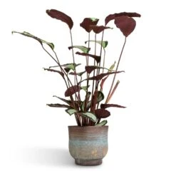 Calathea Picturata Argentea 20 Calathea Picturata Argentea -Indoor Plants Store Calathea picturata Argentea 17x75cm Aico Plant Pot Shiny Blue 22x20cm 547d596a 7035 4c95 8474 53766bac3561