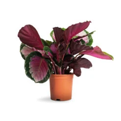 Calathea Picturata Crimson -Indoor Plants Store Calathea picturata Crimson 14x50cm 1