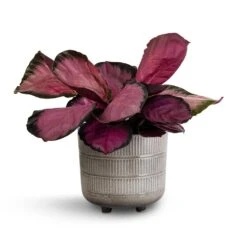Calathea Picturata Crimson -Indoor Plants Store Calathea picturata Crimson 14x50cm Denise Plant Pot Fossil 19x19cm