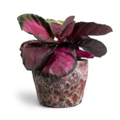 Calathea Picturata Crimson -Indoor Plants Store Calathea picturata Crimson 14x50cm Lava Couple Straight Relic Planter Pink 19x13cm