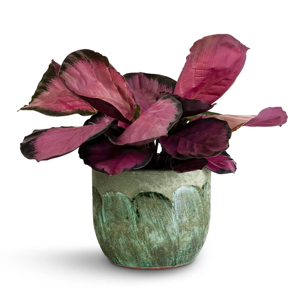 Moon Plant Pot - Jungle 8 Moon Plant Pot - Jungle - Image 6