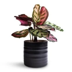 Calathea Roseopicta Cora -Indoor Plants Store Calathea roseopicta Cora 12 x 35cm Hadleigh Plant Pot Charcoal 14 x 13cm