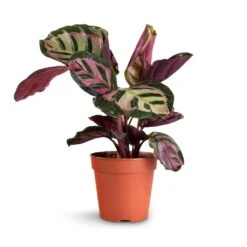 Calathea Roseopicta Cora -Indoor Plants Store Calathea roseopicta Cora 12x35cm