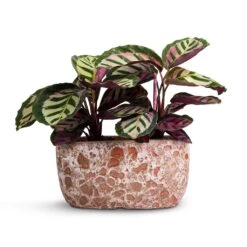 Calathea Roseopicta Cora -Indoor Plants Store Calathea roseopicta Cora 12x35cm Two Plants Lava Oval Relic Plant Bowl Pink 31x18x15cm
