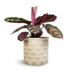 Calathea Roseopicta Cora -Indoor Plants Store Calathea roseopicta Cora 12x35cm Venetian Plant Pot Grey 16x14cm