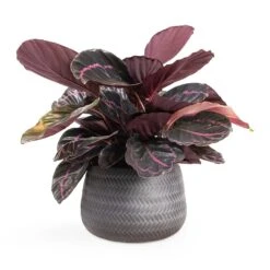 Calathea Roseopicta Dottie - Rose Painted Calathea -Indoor Plants Store Calathea roseopicta Dottie Rose Painted Calathea 14x45cm Angle Darcy Plant Pot Anthracite 24x16cm e8f7101b 4cf9 4d8c b37d d85b29104dbc