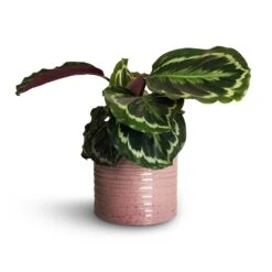 Calathea Roseopicta Medallion -Indoor Plants Store Calathea roseopicta Dottie Rose Painted Calathea 14x45cm Hera Plant Pot Purple 17x16cm 1