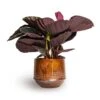 Calathea Roseopicta Dottie - Rose Painted Calathea 1 Calathea Roseopicta Dottie - Rose Painted Calathea -Indoor Plants Store Calathea roseopicta Dottie Rose Painted Calathea 14x45cm Noud Plant Pot Copper 20x17cm 5febcb8a 26e5 475e b454 788ea0054c5c