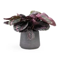 Calathea Roseopicta Dottie - Rose Painted Calathea -Indoor Plants Store Calathea roseopicta Dottie Rose Painted Calathea 14x45cm Patt Plant Pot Black Washed 20x17cm