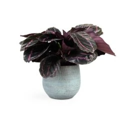 Calathea Roseopicta Dottie - Rose Painted Calathea -Indoor Plants Store Calathea roseopicta Dottie Rose Painted Calathea 14x45cm Ryan Plant Pot Blue Gold 18x16cm