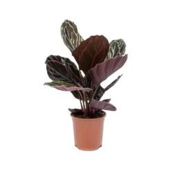 Calathea Roseopicta Dottie - Rose Painted Calathea -Indoor Plants Store Calathea roseopicta Dottie Rose Painted Calathea