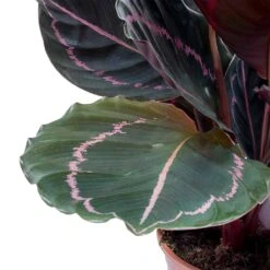 Calathea Roseopicta Dottie - Rose Painted Calathea -Indoor Plants Store Calathea roseopicta Dottie Rose Painted Calathea Leaves