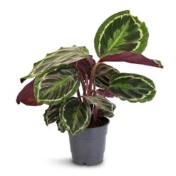 Calathea Roseopicta Medallion -Indoor Plants Store Calathea roseopicta Medallion 12x30cm