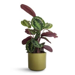 Calathea Roseopicta Medallion -Indoor Plants Store Calathea roseopicta Medallion 19x70cm Prague Plant Pot Olive 20x18cm 87d807aa 1163 4009 a06c 122257e2ca9e
