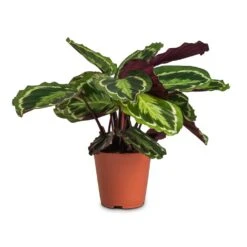 Calathea Roseopicta Medallion -Indoor Plants Store Calathea roseopicta Medallion 19x70cm cc3e27f7 50ad 4697 9b17 9f4f5c32e896