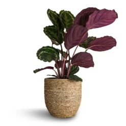 Calathea Roseopicta Medallion -Indoor Plants Store Calathea roseopicta Medallion 19x80cm Cody Plant Pot Straw Grass 27x26cm
