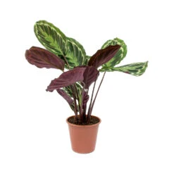 Calathea Roseopicta Medallion -Indoor Plants Store Calathea roseopicta Medallion