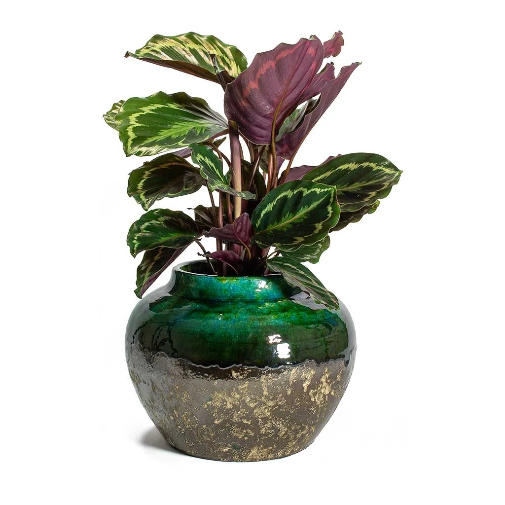 Lindy Jar Plant Pot - Black Green 4 Lindy Jar Plant Pot - Black Green - Image 3