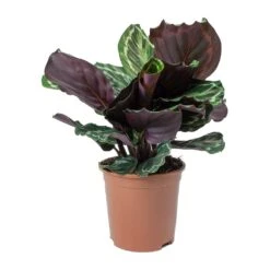Calathea Roseopicta Medallion -Indoor Plants Store Calathea roseopicta Medallion Small