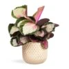 Calathea Roseopicta Rosy - Rose Painted Calathea 1 Calathea Roseopicta Rosy - Rose Painted Calathea -Indoor Plants Store Calathea roseopicta Rosy Rose Painted Calathea 12x35cm Bolino Plant Pot Mint 18x15cm