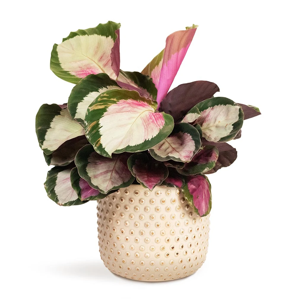 Calathea Roseopicta Rosy - Rose Painted Calathea 3 Calathea Roseopicta Rosy - Rose Painted Calathea