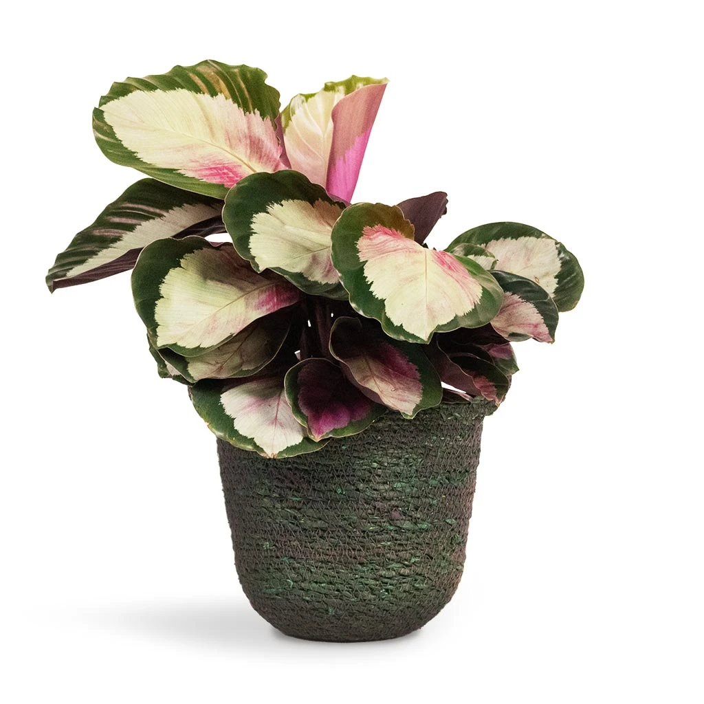Calathea Roseopicta Rosy - Rose Painted Calathea 7 Calathea Roseopicta Rosy - Rose Painted Calathea - Image 5