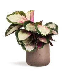 Calathea Roseopicta Rosy - Rose Painted Calathea 16 Calathea Roseopicta Rosy - Rose Painted Calathea -Indoor Plants Store Calathea roseopicta Rosy Rose Painted Calathea 12x35cm Patt Plant Pot Ash Brown 17x14cm