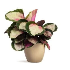 Calathea Roseopicta Rosy - Rose Painted Calathea 14 Calathea Roseopicta Rosy - Rose Painted Calathea -Indoor Plants Store Calathea roseopicta Rosy Rose Painted Calathea 12x35cm Sven Plant Pot Mint 15x12cm