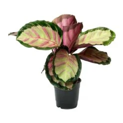 Calathea Roseopicta Rosy - Rose Painted Calathea 13 Calathea Roseopicta Rosy - Rose Painted Calathea -Indoor Plants Store Calathea roseopicta Rosy Rose Painted Calathea