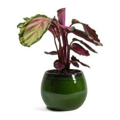 Charlotte Plant Pot - Green -Indoor Plants Store Calathea roseopicta Rosy Rose Painted Calathea Charlotte Plant Pot Green 254ff898 d7be 41cb a251 e5b45f401a76