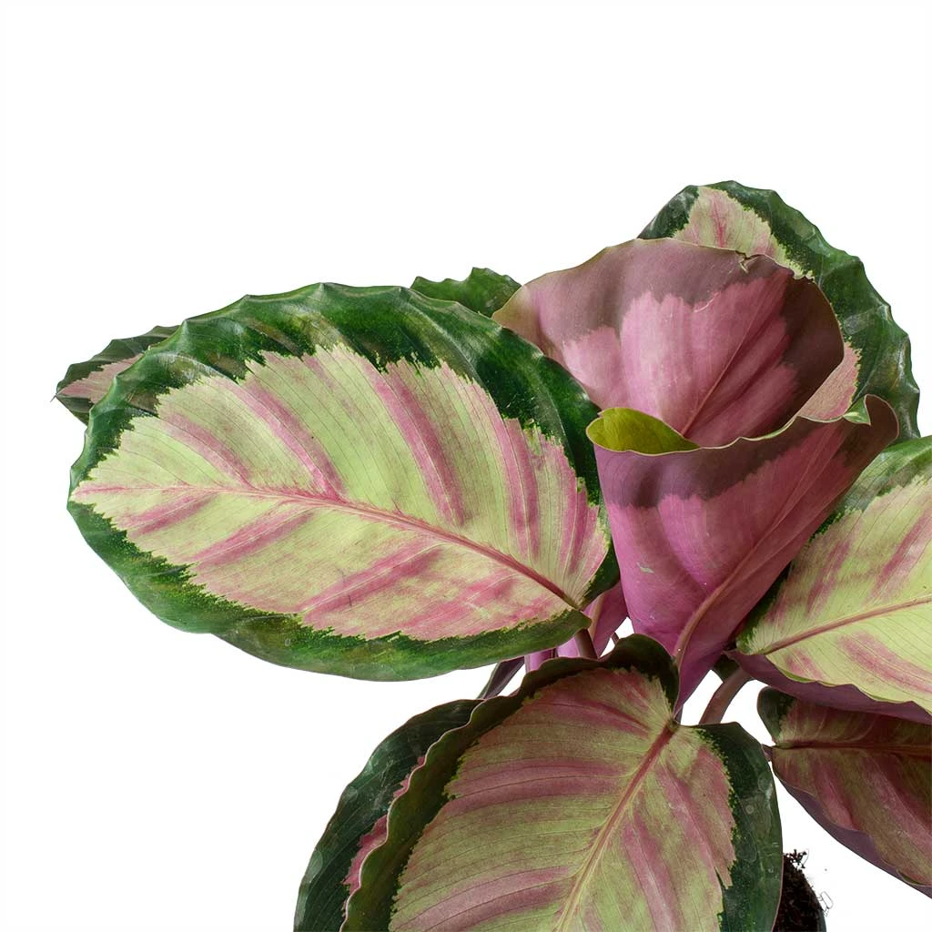 Calathea Roseopicta Rosy - Rose Painted Calathea 4 Calathea Roseopicta Rosy - Rose Painted Calathea - Image 2