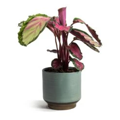 Calathea Roseopicta Rosy - Rose Painted Calathea 18 Calathea Roseopicta Rosy - Rose Painted Calathea -Indoor Plants Store Calathea roseopicta Rosy Rose Painted Calathea Suze Plant Pot Blue