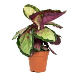 Calathea Roseopicta Silvia - Rose Painted Calathea 18 Calathea Roseopicta Silvia - Rose Painted Calathea -Indoor Plants Store Calathea roseopicta Silvia Rose Painted Calathea 12cm New