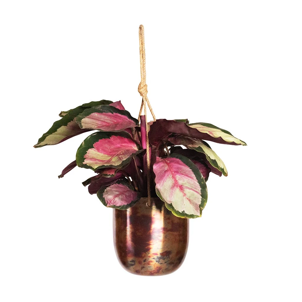 Calathea Roseopicta Silvia - Rose Painted Calathea 6 Calathea Roseopicta Silvia - Rose Painted Calathea - Image 4
