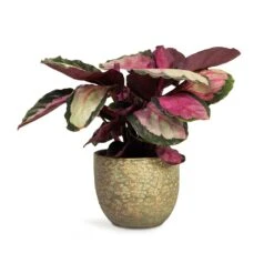 Calathea Roseopicta Silvia - Rose Painted Calathea 15 Calathea Roseopicta Silvia - Rose Painted Calathea -Indoor Plants Store Calathea roseopicta Silvia Rose Painted Calathea 12x35cm Rinca Plant Pot Shiny Green 15x13cm 168fb22d e512 4eb6 85bd e96d443a4385