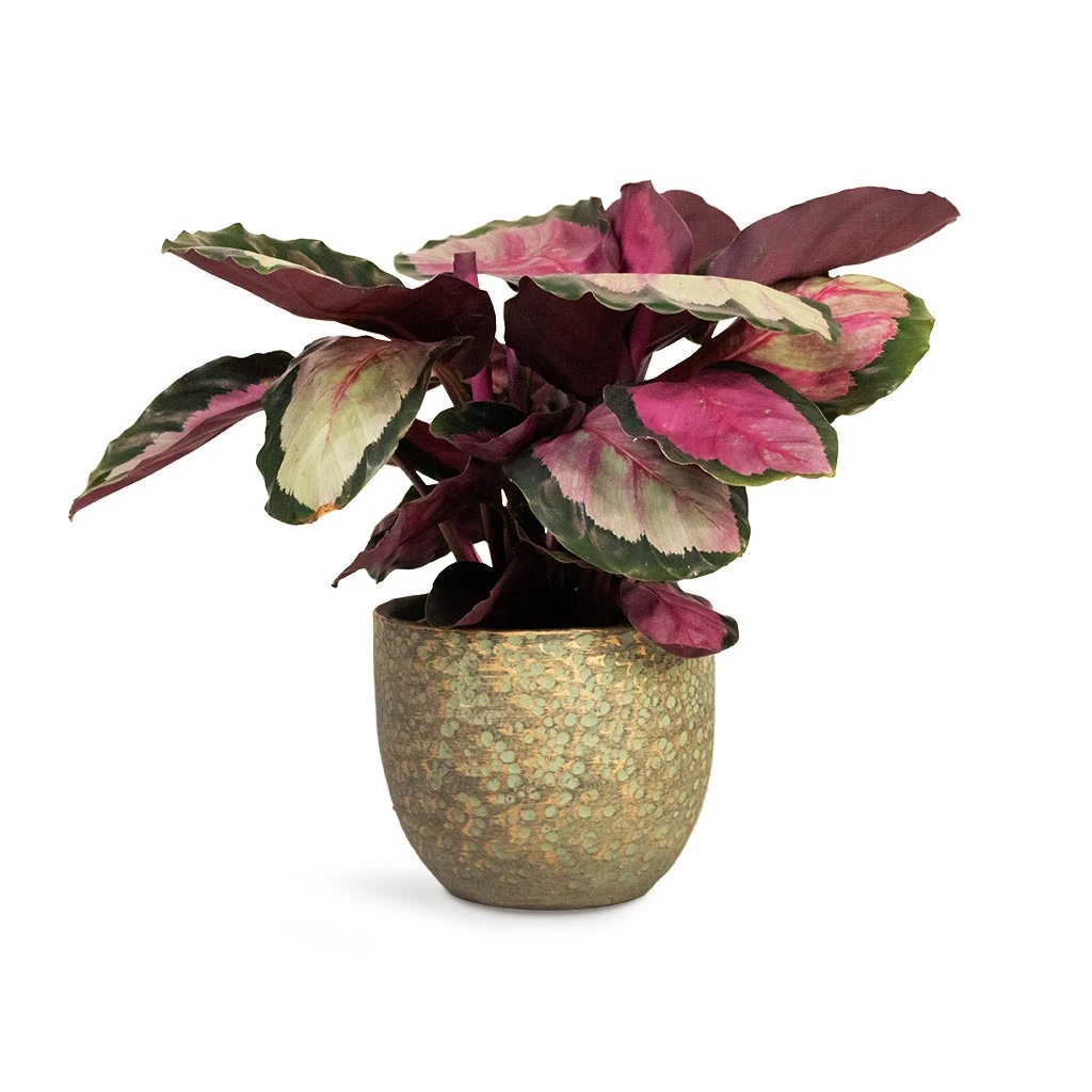 Calathea Roseopicta Silvia - Rose Painted Calathea 7 Calathea Roseopicta Silvia - Rose Painted Calathea - Image 5