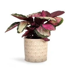 Calathea Roseopicta Silvia - Rose Painted Calathea 16 Calathea Roseopicta Silvia - Rose Painted Calathea -Indoor Plants Store Calathea roseopicta Silvia Rose Painted Calathea 12x35cm Venetian Plant Pot Grey 16x14cm d4ada3d5 c170 4458 af16 ee2905f63089