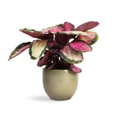 Calathea Roseopicta Silvia - Rose Painted Calathea 17 Calathea Roseopicta Silvia - Rose Painted Calathea -Indoor Plants Store Calathea roseopicta Silvia Rose Painted Calathea 12x35cm Zembla Plant Pot Green 15x13cm