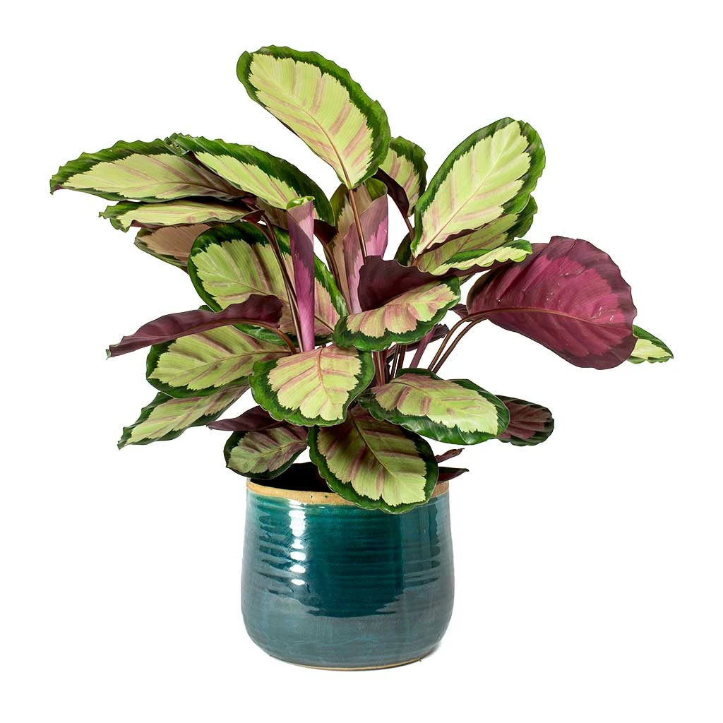 Calathea Roseopicta Silvia - Rose Painted Calathea 4 Calathea Roseopicta Silvia - Rose Painted Calathea - Image 2