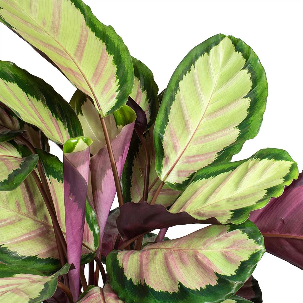 Calathea Roseopicta Silvia - Rose Painted Calathea 5 Calathea Roseopicta Silvia - Rose Painted Calathea - Image 3